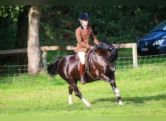 Galés-C, Yegua, 8 años, 136 cm, Negro