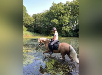 Galés-C, Yegua, 9 años, 134 cm, Palomino