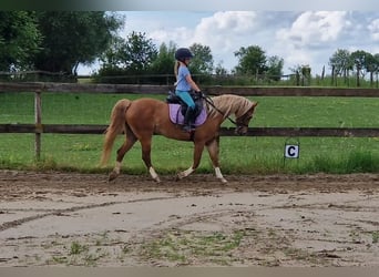 Galés-C, Yegua, 9 años, 137 cm, Alazán