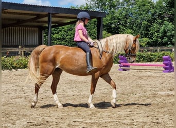 Galés-C, Yegua, 9 años, 137 cm, Alazán