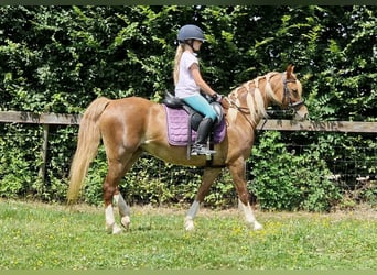 Galés-C, Yegua, 9 años, 137 cm, Alazán