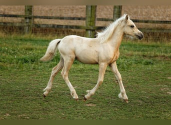 Galés-C, Yegua, Potro (05/2024), 135 cm, Palomino