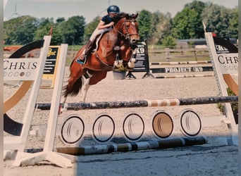 Galés-D Mestizo, Caballo castrado, 10 años, 143 cm, Castaño