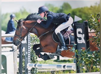 Galés-D, Caballo castrado, 10 años, 144 cm, Castaño
