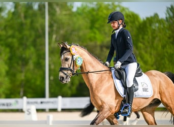 Galés-D, Caballo castrado, 10 años, 146 cm, Castaño claro