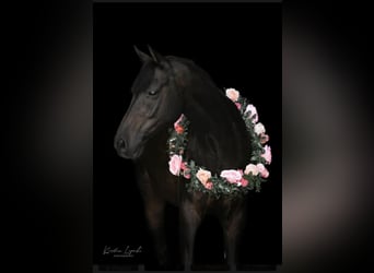 Galés-D, Caballo castrado, 10 años, 146 cm, Negro