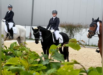 Galés-D, Caballo castrado, 10 años, 146 cm, Negro