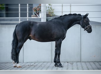 Galés-D, Caballo castrado, 10 años, 146 cm, Negro