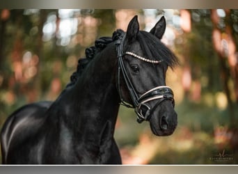 Galés-D, Caballo castrado, 10 años, 146 cm, Negro