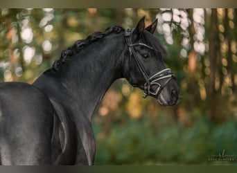 Galés-D, Caballo castrado, 10 años, 146 cm, Negro