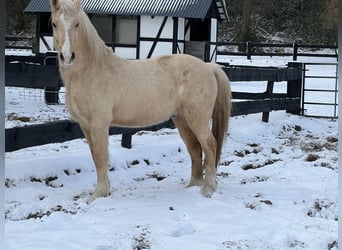Galés-D, Caballo castrado, 10 años, 150 cm, Palomino