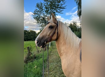 Galés-D, Caballo castrado, 10 años, 150 cm, Palomino