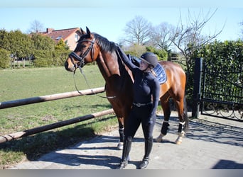 Galés-D, Caballo castrado, 10 años, 156 cm, Castaño