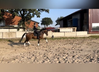 Galés-D, Caballo castrado, 10 años, 156 cm, Castaño