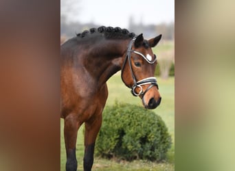 Galés-D, Caballo castrado, 10 años, 156 cm, Castaño