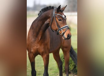 Galés-D, Caballo castrado, 10 años, 156 cm, Castaño