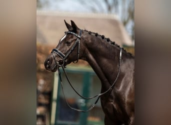 Galés-D, Caballo castrado, 11 años, 146 cm, Morcillo