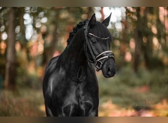 Galés-D, Caballo castrado, 11 años, 146 cm, Negro