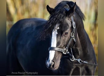 Galés-D, Caballo castrado, 11 años, 148 cm, Negro