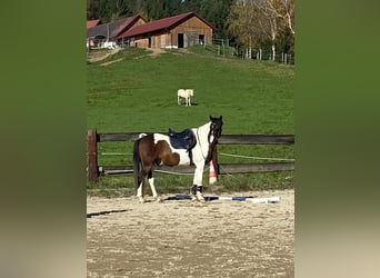 Galés-D, Caballo castrado, 11 años, 152 cm, Pío