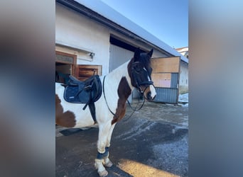 Galés-D, Caballo castrado, 11 años, 152 cm, Pío