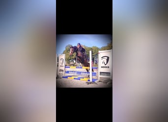 Galés-D, Caballo castrado, 11 años, 155 cm, Castaño