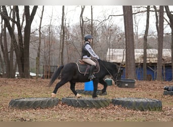 Galés-D Mestizo, Caballo castrado, 12 años, 117 cm, Negro