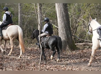 Galés-D Mestizo, Caballo castrado, 12 años, 117 cm, Negro