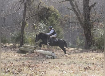 Galés-D Mestizo, Caballo castrado, 12 años, 117 cm, Negro