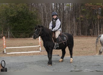 Galés-D Mestizo, Caballo castrado, 12 años, 117 cm, Negro