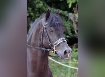 Galés-D, Caballo castrado, 12 años, 147 cm, Negro