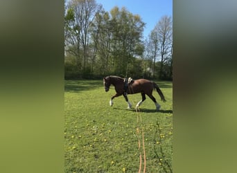 Galés-D, Caballo castrado, 12 años, 148 cm, Alazán