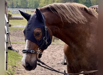 Galés-D, Caballo castrado, 12 años, 148 cm, Alazán