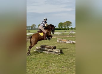 Galés-D, Caballo castrado, 12 años, 148 cm, Alazán