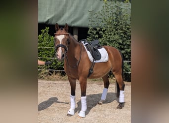 Galés-D, Caballo castrado, 12 años, 152 cm, Castaño