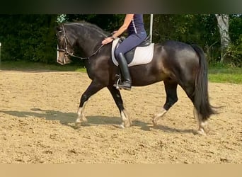 Galés-D, Caballo castrado, 12 años, 153 cm, Negro