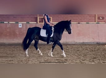 Galés-D, Caballo castrado, 12 años, 153 cm, Negro