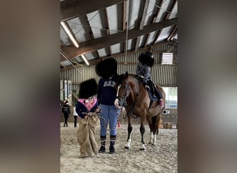 Galés-D, Caballo castrado, 12 años, 155 cm, Castaño