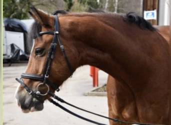 Galés-D, Caballo castrado, 12 años, 155 cm, Castaño