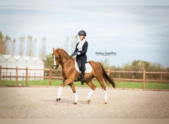 Galés-D, Caballo castrado, 13 años, 144 cm, Alazán