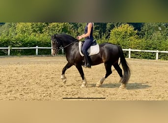 Galés-D, Caballo castrado, 13 años, 153 cm, Negro