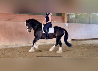 Galés-D, Caballo castrado, 13 años, 153 cm, Negro