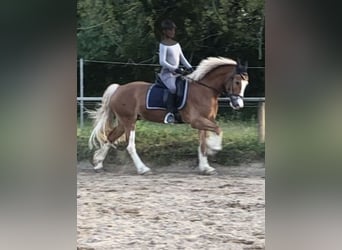 Galés-D, Caballo castrado, 13 años, 156 cm, Sabino