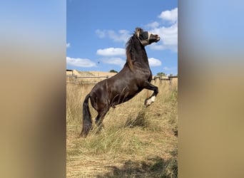 Galés-D, Caballo castrado, 14 años, 142 cm, Morcillo
