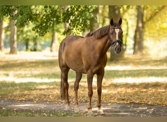 Galés-D, Caballo castrado, 14 años, 145 cm, Alazán-tostado