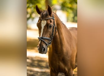 Galés-D, Caballo castrado, 14 años, 145 cm, Alazán-tostado