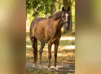 Galés-D, Caballo castrado, 14 años, 145 cm, Alazán-tostado