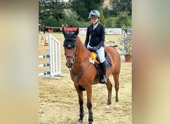 Galés-D, Caballo castrado, 14 años, 148 cm, Castaño oscuro