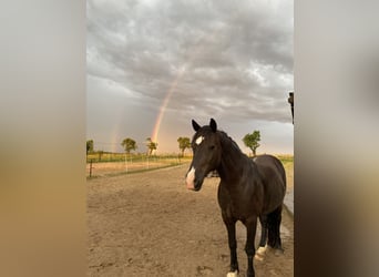 Galés-D, Caballo castrado, 14 años, 150 cm, Negro