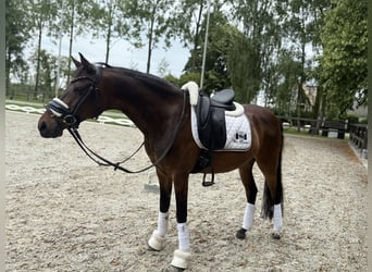 Galés-D, Caballo castrado, 15 años, 146 cm, Castaño